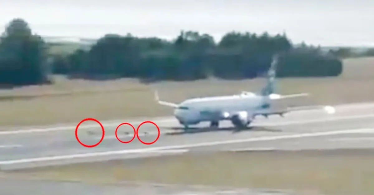 Imagem ilustrativa da notícia: Boeing atropela veados durante pouso no Alasca