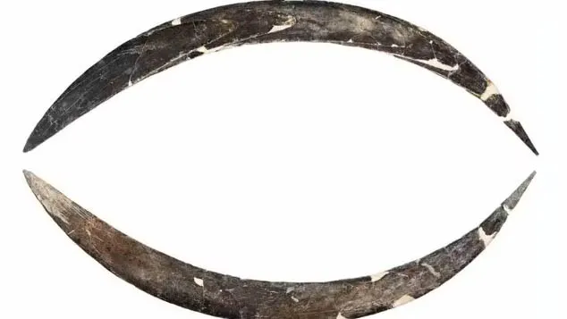 Imagem ilustrativa da notícia: Boomerang de presa de mamute pode ser o mais antigo do mundo