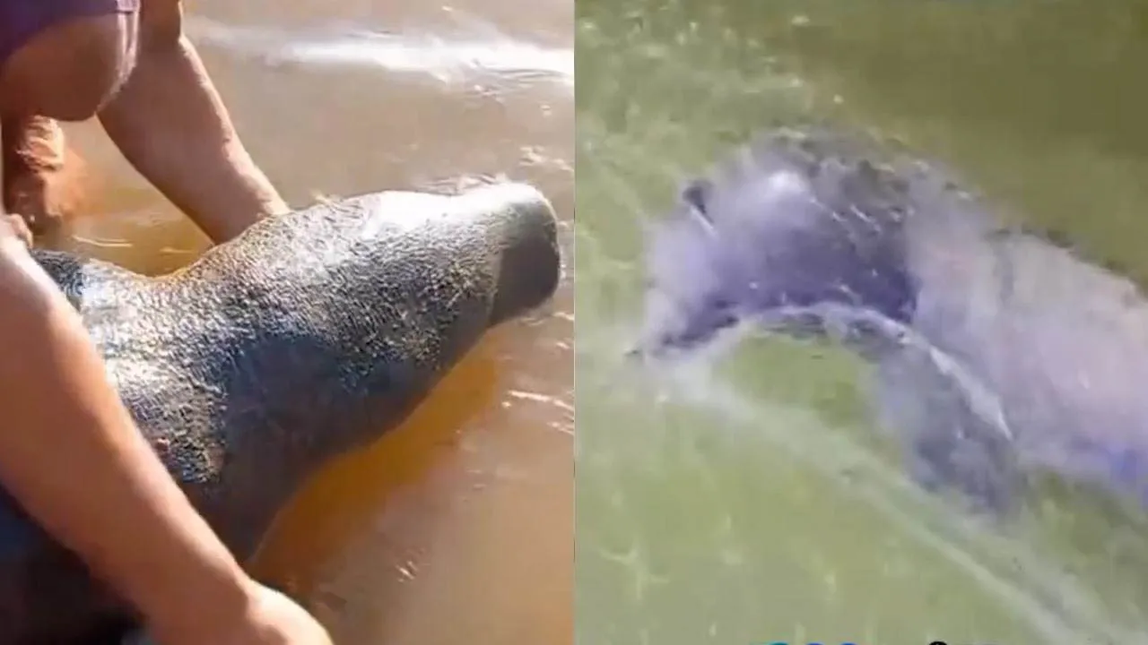 Imagem ilustrativa da notícia: Vídeo: filhotes de boto-cinza e de peixe-boi são resgatados no Pará