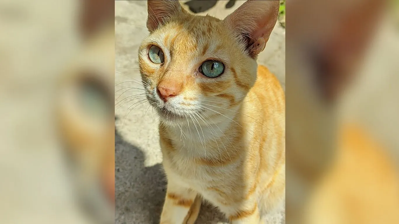 Imagem ilustrativa da notícia: Família oferece recompensa para encontrar gato desaparecido