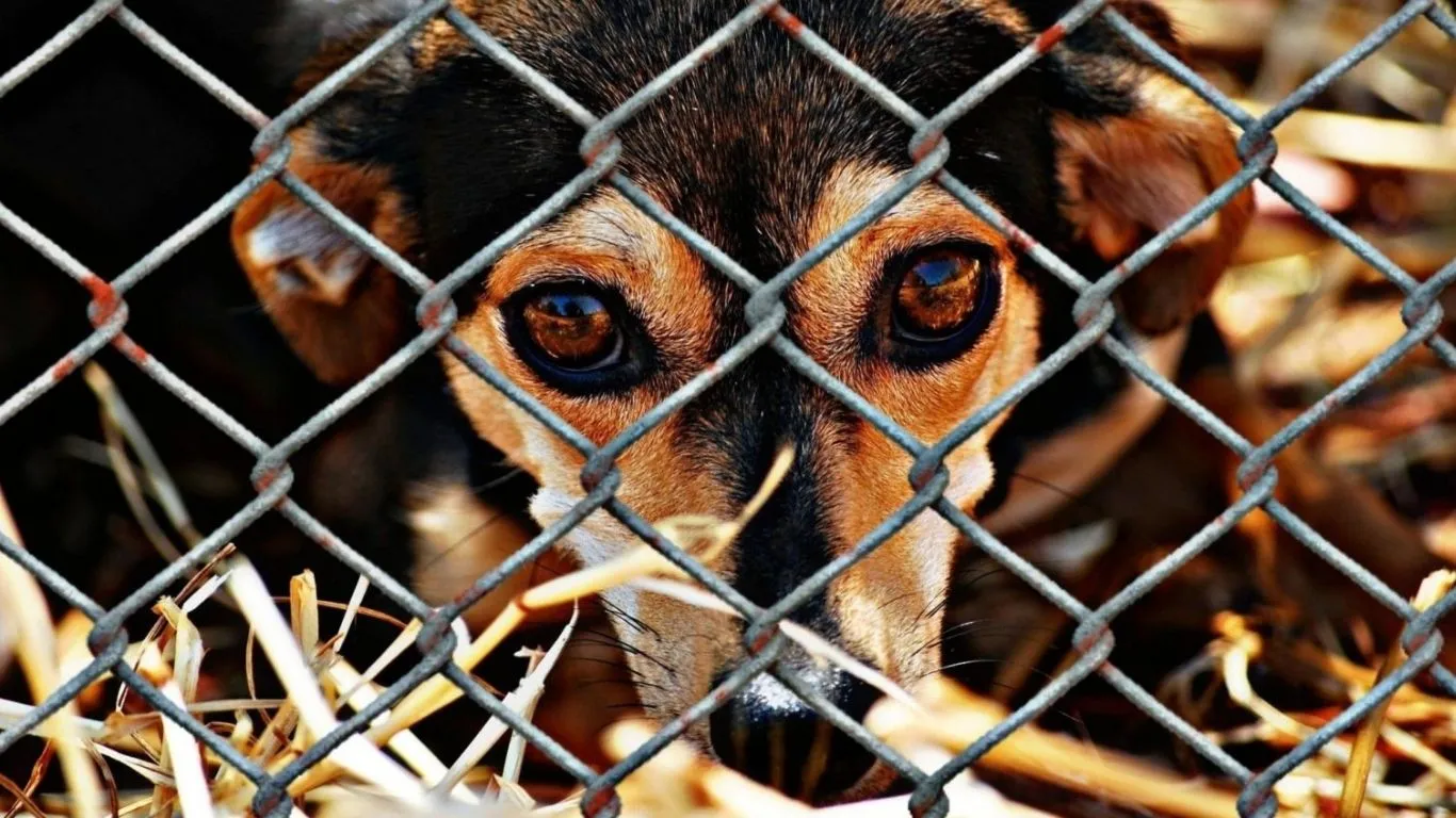 Imagem ilustrativa da notícia: Crueldade: homem mantinha cadelas para praticar zoofilia