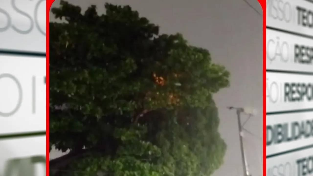 Imagem ilustrativa da notícia: Vídeo: árvore pega fogo após contato com fio elétrico em Belém