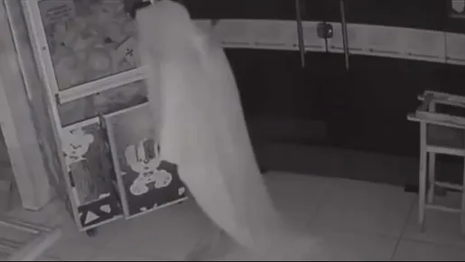Imagem ilustrativa da notícia: VEJA O VÍDEO: Ladrão "fantasma" invade e furta loja de açaí