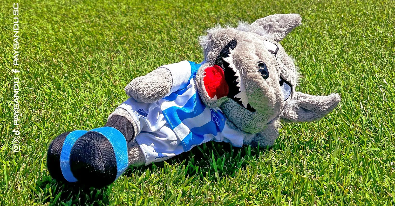Imagem ilustrativa da notícia: Paysandu foi o time que mais pontuou em junho na Série B