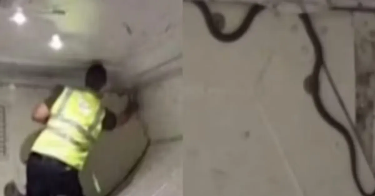 Imagem ilustrativa da notícia: Cobra é encontrada dentro de avião na Austrália