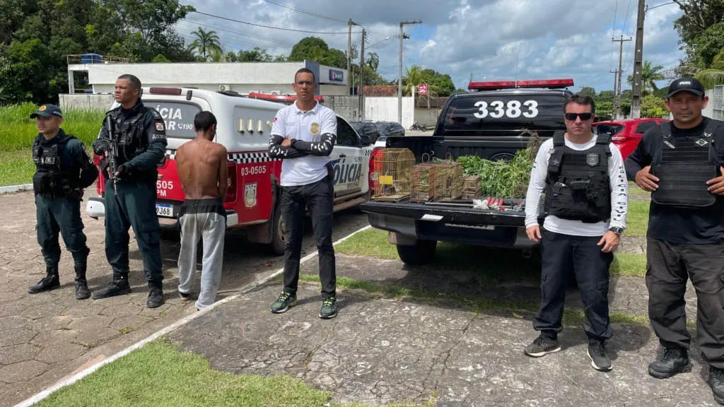 Imagem ilustrativa da notícia: Polícia destrói plantação de maconha na zona rural do Pará