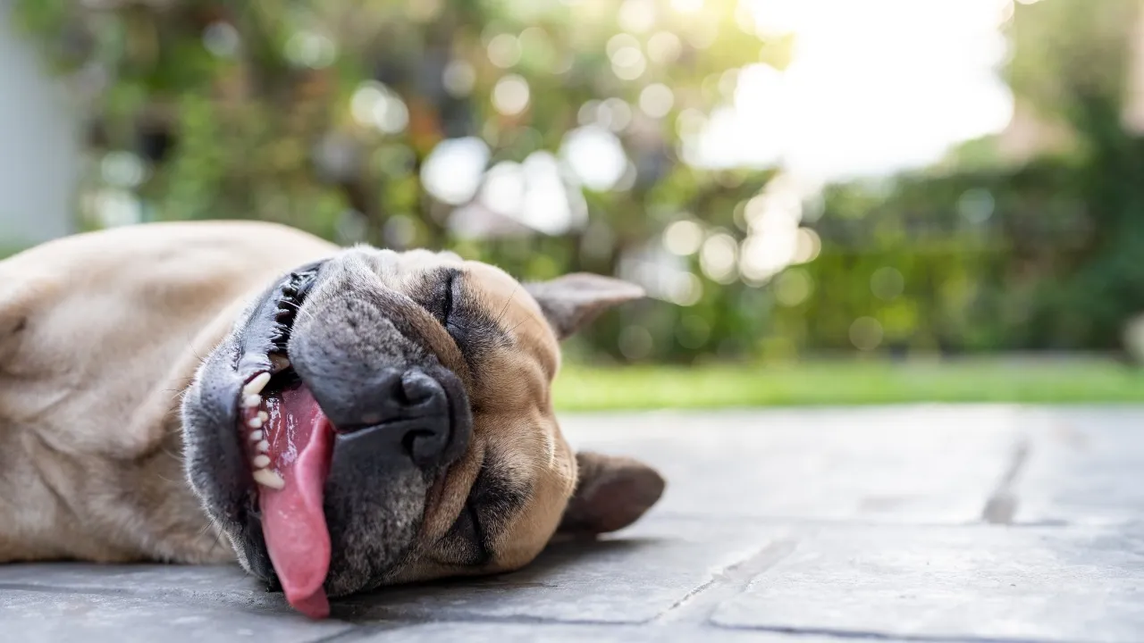 Imagem ilustrativa da notícia: Verão exige atenção redobrada com pets na região amazônica