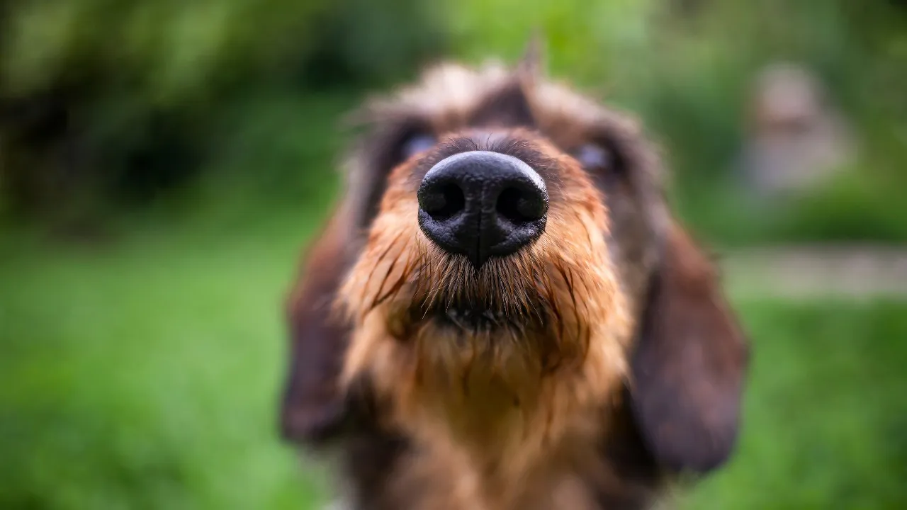Imagem ilustrativa da notícia: Quando o focinho fala mais alto: o jeito canino de dizer oi
