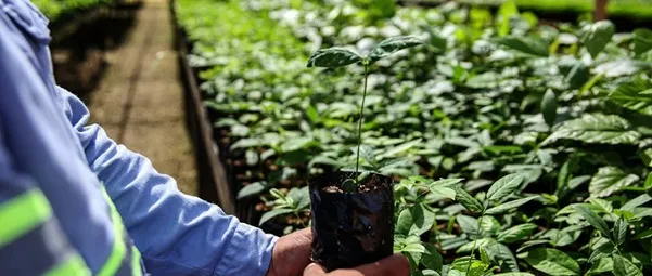 Imagem ilustrativa da notícia: Hydro amplia área de cobertura vegetal em Barcarena