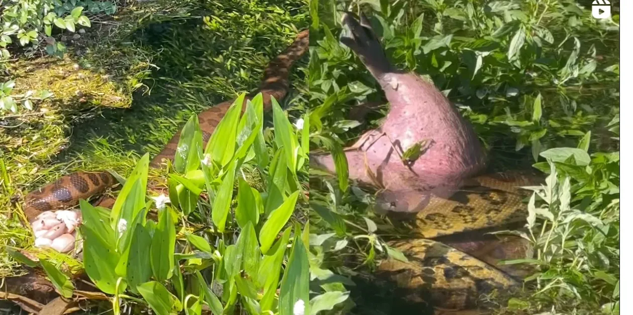 Imagem ilustrativa da notícia: Sucuri devora capivara inteira no meio do Pantanal e vídeo impresssiona