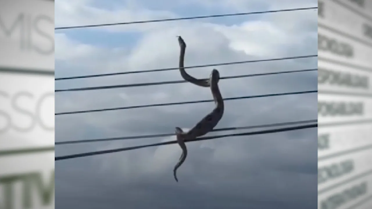 Imagem ilustrativa da notícia: Vídeo: cobra é vista enrolada em fios da rede elétrica no Ceará