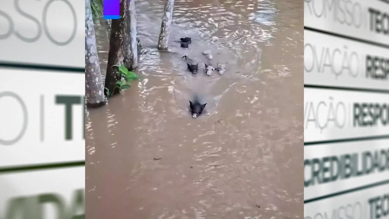 Imagem ilustrativa da notícia: Vídeo: porquinhos se refrescando no Pará chamam a atenção na web