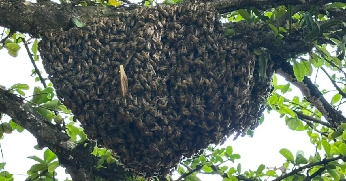 Imagem ilustrativa da notícia: Vídeo: ninho gigante de abelhas é encontrado em casa no Tapanã