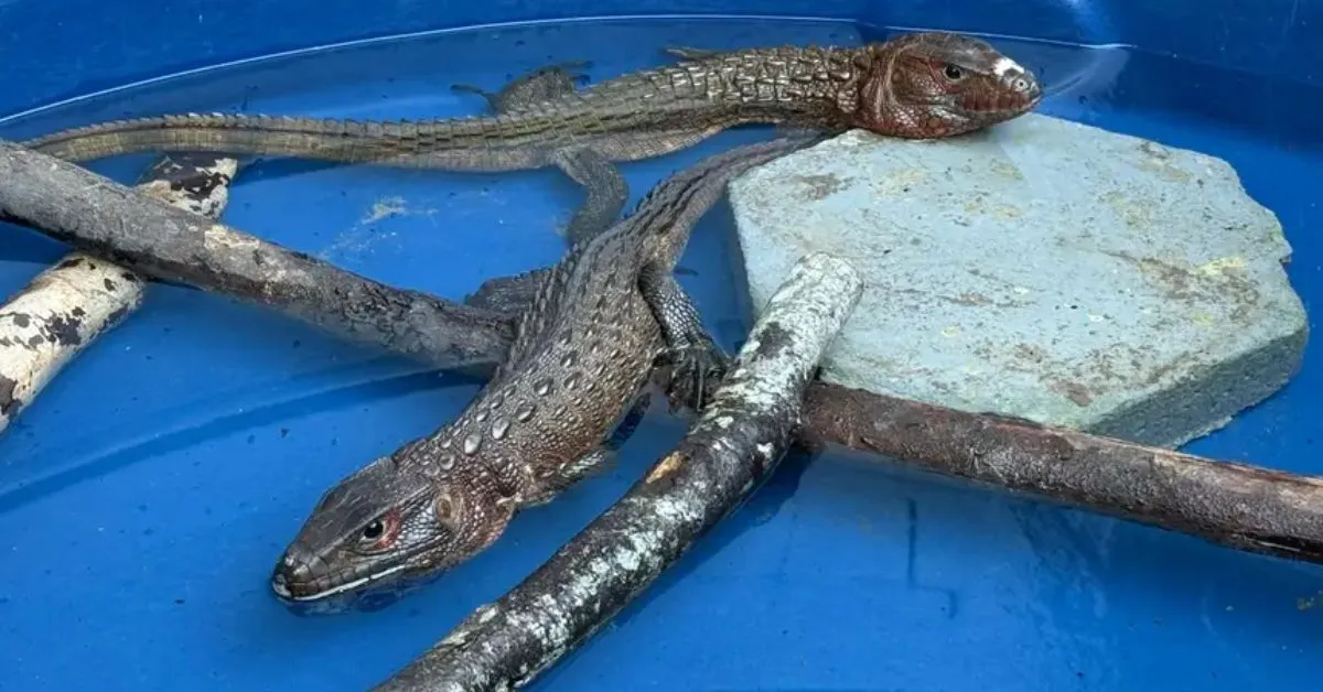 Imagem ilustrativa da notícia: Polícia Científica pericia 35 animais apreendidos pela PRF em Castanhal