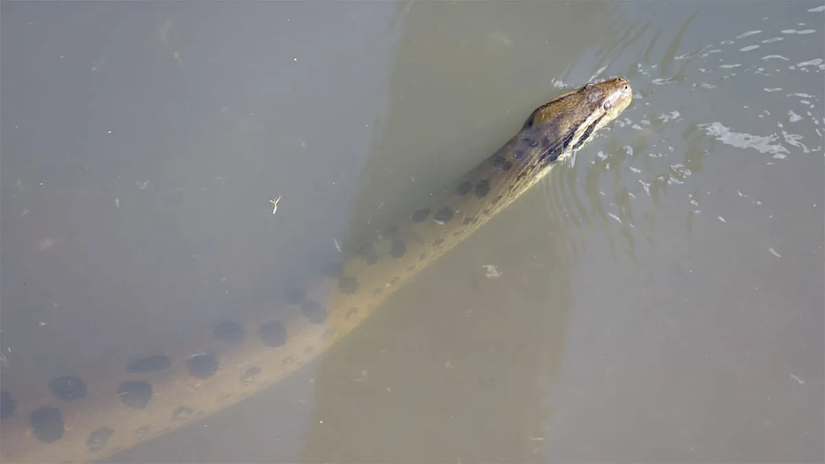 Imagem ilustrativa da notícia: Cobra gigante é avistada em canal da Pedreira, em Belém