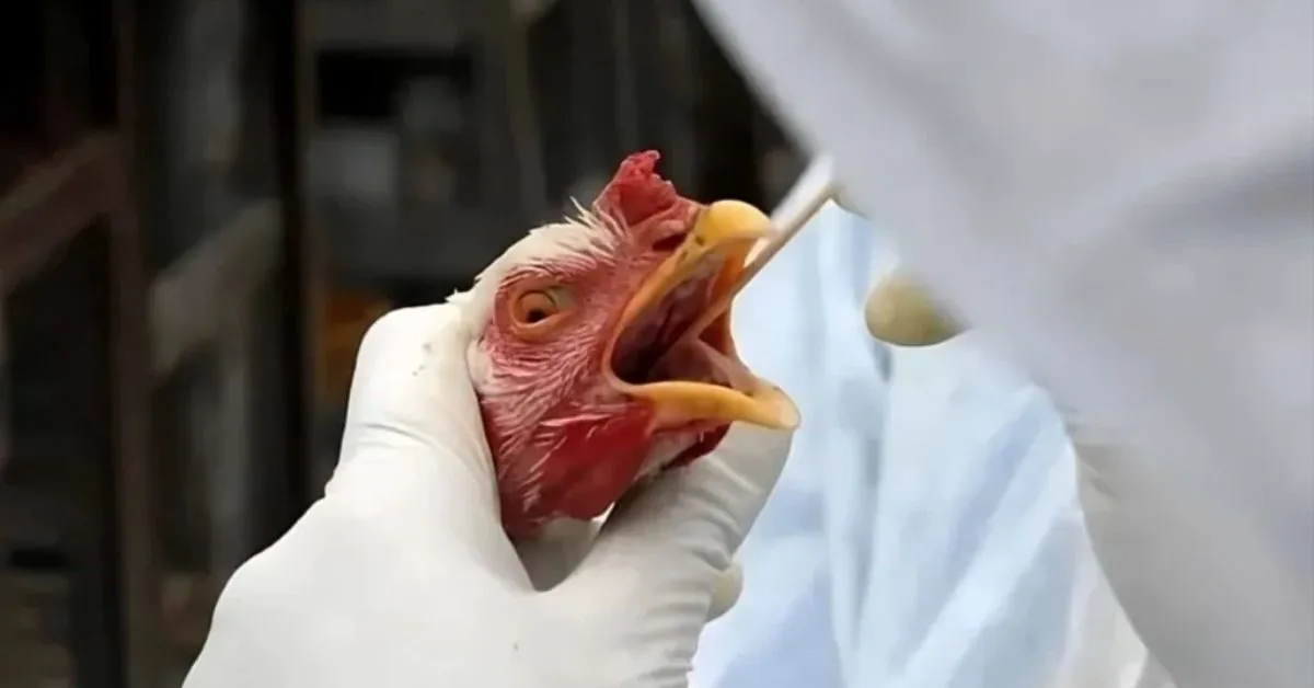 Imagem ilustrativa da notícia: Gripe aviária é detectada em criação doméstica em Mato Grosso