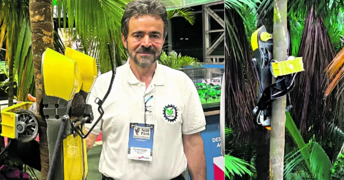 Imagem ilustrativa da notícia: Empresa em Belém: Tecnologia promete agilizar coleta do açaí na palmeira