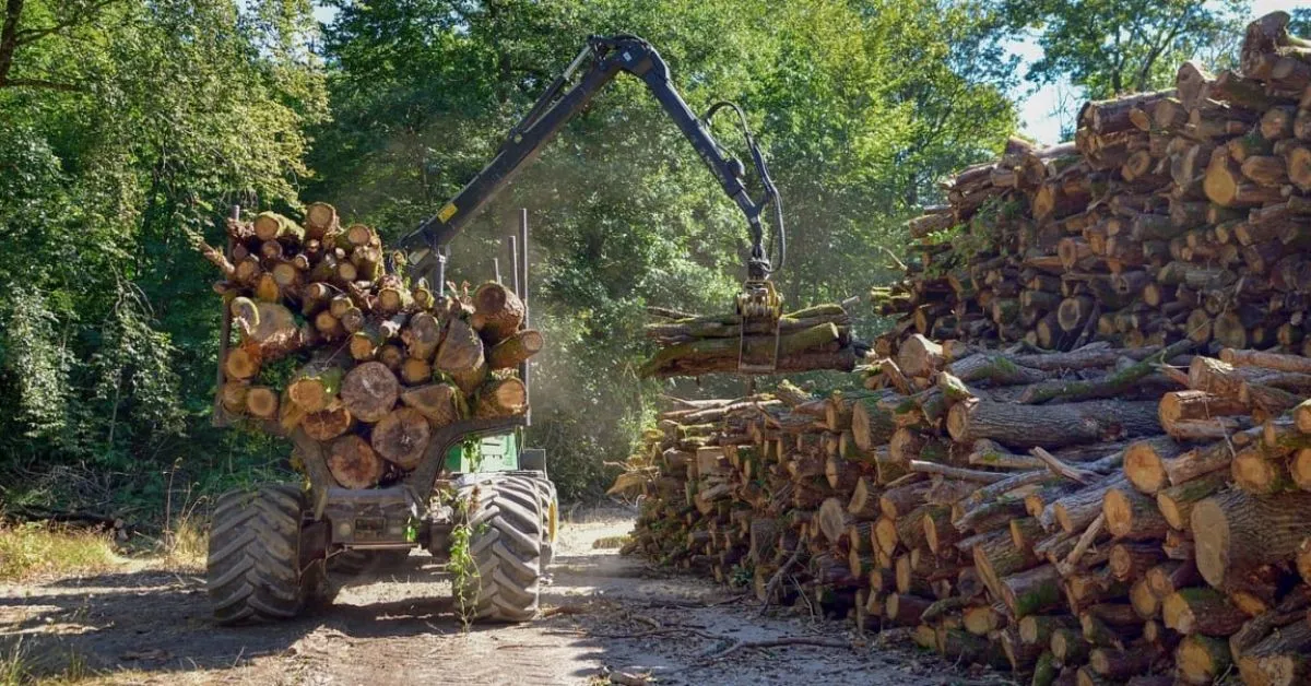 Imagem ilustrativa da notícia: Manejo florestal sustentável preserva a floresta e movimenta a economia no Pará