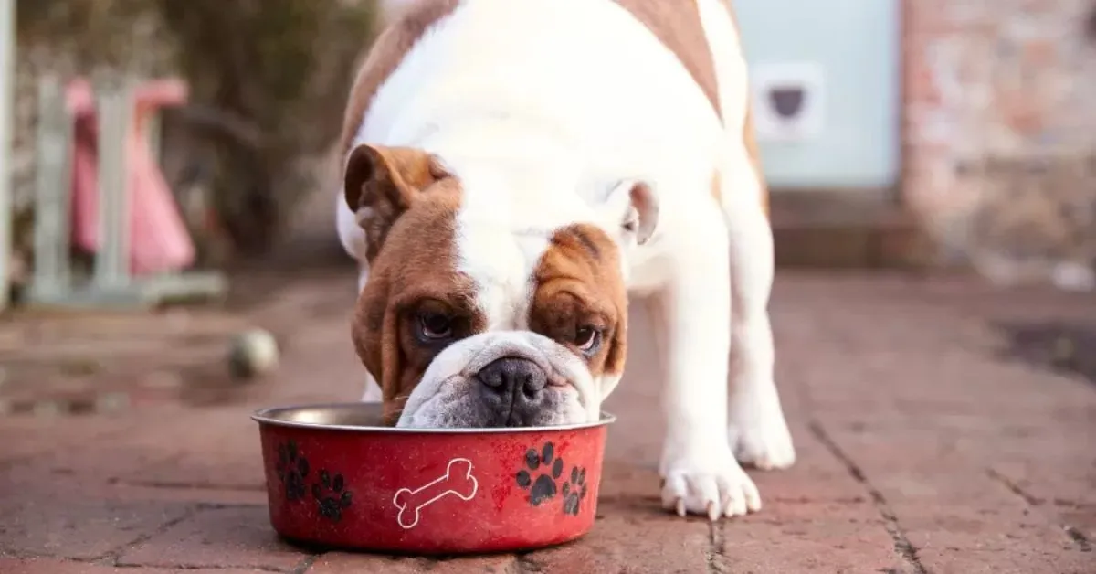 Imagem ilustrativa da notícia: Justiça nega pedido de pensão alimentícia para cachorro; entenda