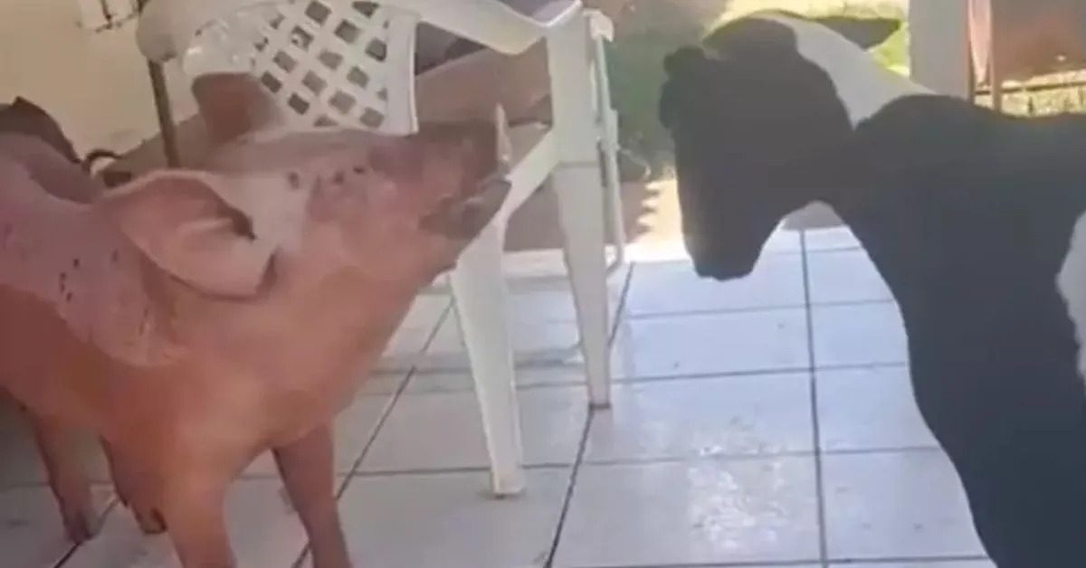 Imagem ilustrativa da notícia: Vídeo: porca aprende a latir e chama atenção de moradores