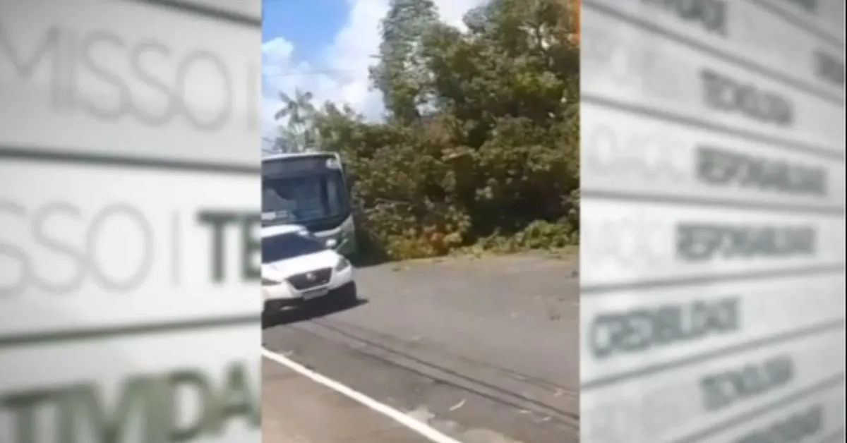Imagem ilustrativa da notícia: Árvore cai em cima de ônibus e interdita rua no Umarizal