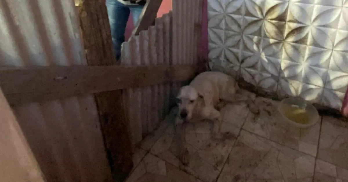 Imagem ilustrativa da notícia: Mulher é presa após ser flagrada maltratando cadela no Marajó