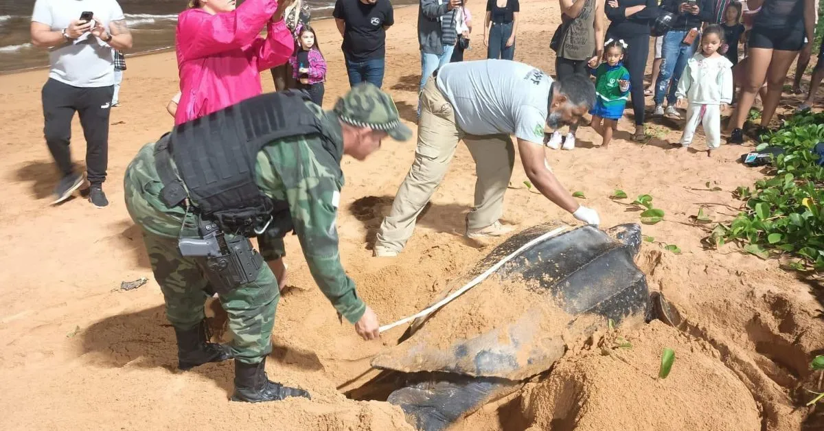 Imagem ilustrativa da notícia: Ameaçada de extinção, tartaruga gigante aparece em praia do Espírito Santo