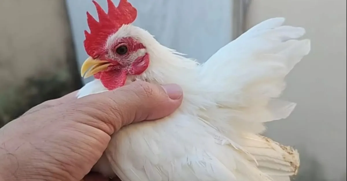 Imagem ilustrativa da notícia: 'Galinha Pet' cabe na mão, custa dois salários e virou a nova moda