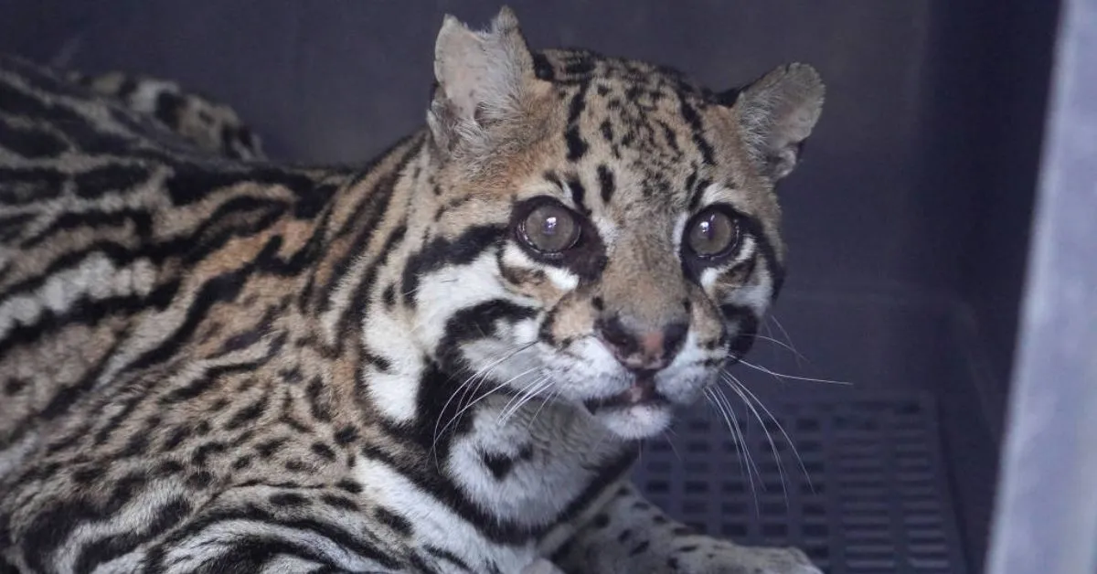 Imagem ilustrativa da notícia: Jaguatirica atingida por mais de 20 tiros volta à natureza
