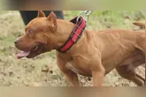 O caso é o segundo ataque fatal envolvendo cães da mesma raça registrado no estado em menos de dois meses.