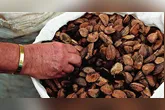 Estados Unidos é o principal mercado das castanhas-do-pará