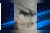 Envenenamento de cães e gatos está sendo investigado pela polícia.
