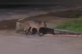 Animal semelhante a um lobo-guará foi visto em Ananindeua.
