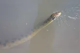 A cobra surpreendeu moradores, que acionaram as autoridades responsáveis.