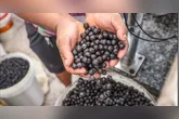 MP cobra ação urgente para evitar risco no consumo de açaí em Cametá