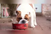 Justiça nega pensão alimentícia para cachorro após divórcio.