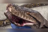 Animal de quase cinco metros estava debilitado e seria sacrificado.