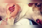 A lei começou a tramitar em 2020, após uma tendência em tatuar animais por fins estéticos.