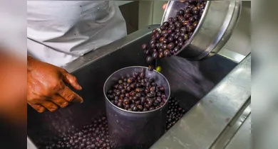 Imagem ilustrativa da notícia: Programa da Sedap direciona cadastramento de pontos de venda de açaí