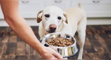 Imagem ilustrativa da notícia: Saiba quando é a hora de trocar a ração do cachorro