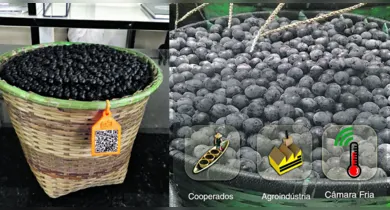 Imagem ilustrativa da notícia: Tecnologia está transformando a produção de açaí na Amazônia. Saiba como!