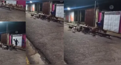 Imagem ilustrativa da notícia: Cães esperam por senhora que os alimentava todos os dias antes de sua morte
