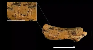 Imagem ilustrativa da notícia: Osso sugere que ancestral humano canibalizava crianças