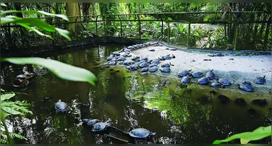 Imagem ilustrativa da notícia: Parque Zoobotânico Emílio Goeldi completa 130 anos