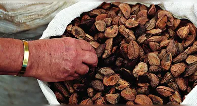 Imagem ilustrativa da notícia: Como o tarifaço dos EUA afeta a exportação de castanha-do-pará?