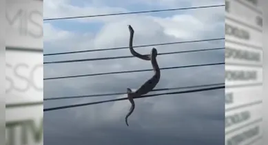 Imagem ilustrativa da notícia: Vídeo: cobra é vista enrolada em fios da rede elétrica no Ceará