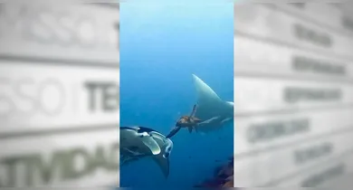 Imagem ilustrativa da notícia: Vídeo mostra tartaruga-marinha batendo em arraia e diverte web