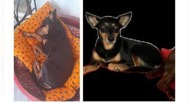 Imagem ilustrativa da notícia: Família busca por cachorro desaparecido em Ananindeua. Ajude!