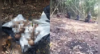 Imagem ilustrativa da notícia: PM encontra ossadas e destroços de avião em Novo Progresso