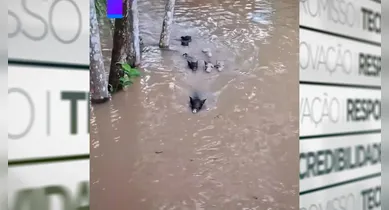 Imagem ilustrativa da notícia: Vídeo: porquinhos se refrescando no Pará chamam a atenção na web